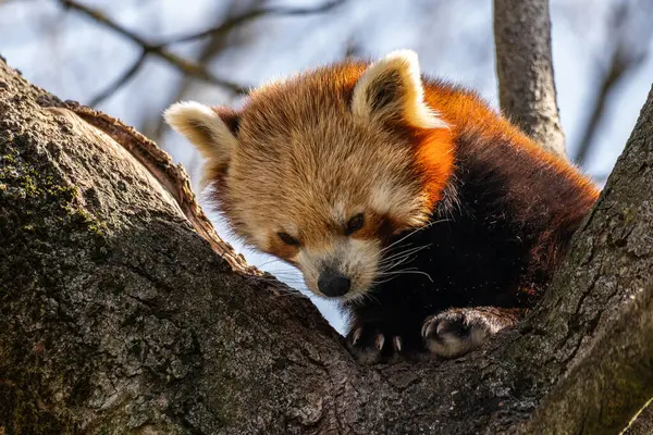 Kırmızı panda, Ailurus fulgens, daha küçük panda ve kırmızı kedi ayı olarak da bilinir..