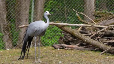 Grus paradisea, Güney Afrika 'ya özgü nesli tükenmekte olan bir kuş türü. Güney Afrika 'nın ulusal kuşudur.
