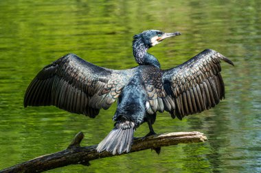 Kuzey yarımküre boyunca büyük siyah karabatak olarak bilinen büyük karabatak, Avustralya 'daki siyah karabatak ve Yeni Zelanda' nın daha güneyindeki siyah karabatak