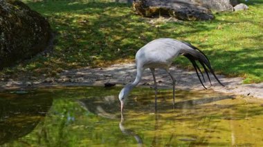 Grus paradisea, Güney Afrika 'ya özgü nesli tükenmekte olan bir kuş türü. Güney Afrika 'nın ulusal kuşudur.
