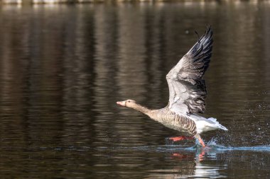 Anser anser, Anatidae familyasından Anatidae familyasından bir kaz türü. Burada havada uçuyor..