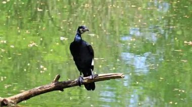 Kuzey yarımküre boyunca büyük siyah karabatak olarak bilinen büyük karabatak, Avustralya 'daki siyah karabatak ve Yeni Zelanda' nın daha güneyindeki siyah karabatak