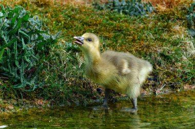Anser anser, Anatidae familyasından bir kuş türü olan Anatidae familyasından bir kaz türü.