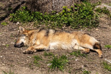 Kurt, gri kurt ya da kereste kurdu olarak da bilinen, Avrasya ve Kuzey Amerika 'nın vahşi ve uzak bölgelerinde yaşayan bir köpek türüdür..