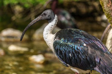 Saman boyunlu Ibis, Threskiornis spinicollis, Threskiornithidae familyasından bir kuş türü..
