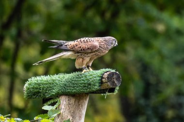 Falco tinnunculus, atmacagiller (Falconidae) familyasından bir kuş türü..