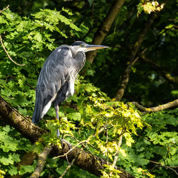 Gri balıkçıl, Ardea cinerea, büyük gri bir kuş ağaçta bir dalda oturuyor ve etrafa bakıyor, tüylü tüyler, büyük gagalı, başının arkasında uzun tüyler, vahşi doğadan bir sahne.