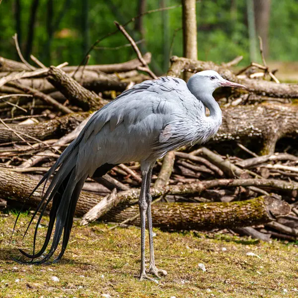 Grus paradisea, Güney Afrika 'ya özgü nesli tükenmekte olan bir kuş türü. Güney Afrika 'nın ulusal kuşudur.
