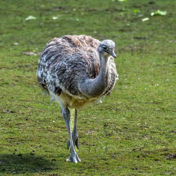 Darwin 'in Rhea' sı, Rhea pennata daha az Rhea olarak da bilinir. Büyük, uçamayan bir kuştur, fakat iki Rheas türünün en küçüğüdür..