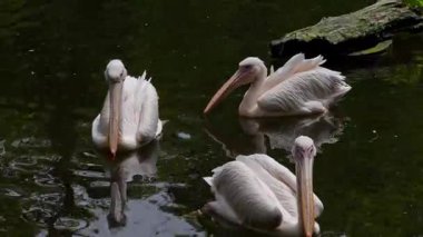 Büyük Beyaz Pelikan (