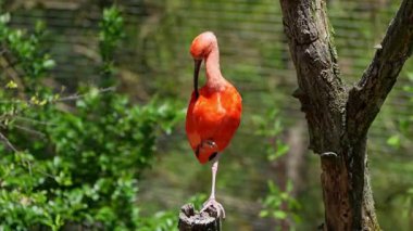 Kızıl aynak, Eudocimus ruber, Threskiornithidae familyasından bir kuş, kabuklu deniz ürünlerinin kırmızımsı renklerine hayran kalmıştır.