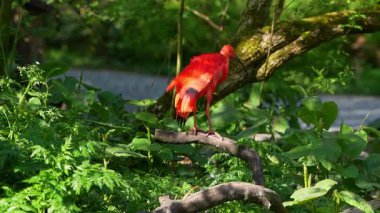 Kızıl aynak, Eudocimus ruber, Threskiornithidae familyasından bir kuş, kabuklu deniz ürünlerinin kırmızımsı renklerine hayran kalmıştır.