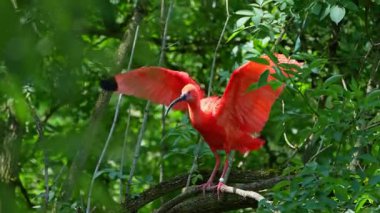 Kızıl aynak, Eudocimus ruber, Threskiornithidae familyasından bir kuş, kabuklu deniz ürünlerinin kırmızımsı renklerine hayran kalmıştır.
