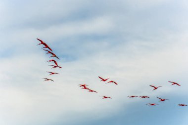 Büyük kızıl aynalı ayılar evlerine, uyudukları yere, yani Revoada dos guaras 'a uçuyorlar. Bu da Brezilya' daki Parnaiba Nehri Deltası 'nda her gün meydana gelen bir fenomen.