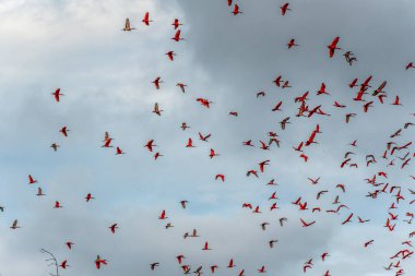 Büyük kızıl aynalı ayılar evlerine, uyudukları yere, yani Revoada dos guaras 'a uçuyorlar. Bu da Brezilya' daki Parnaiba Nehri Deltası 'nda her gün meydana gelen bir fenomen.