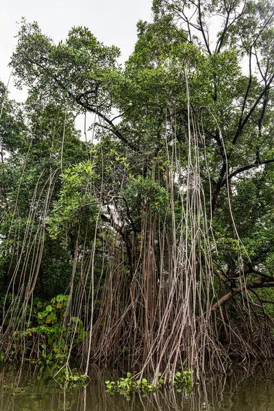 Barreirinhas, Lencois Maranhenses 'ten Brezilya' daki Preguica Nehri 'ne tekne gezisi. Preguicas Nehri, Maranhao eyaletinin Lencois Maranhenses bölgesinde yer alan bir su yolu..
