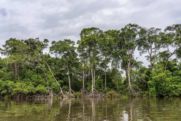 Barreirinhas, Lencois Maranhenses 'ten Brezilya' daki Preguica Nehri 'ne tekne gezisi. Preguicas Nehri, Maranhao eyaletinin Lencois Maranhenses bölgesinde yer alan bir su yolu..