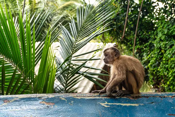 Vassouras, Barreirinhas, Brezilya Maranhao 'daki süpürge köyündeki küçük maymunlar.