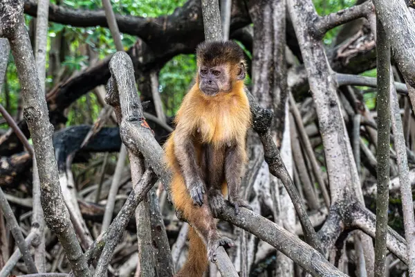 Vassouras, Barreirinhas, Brezilya Maranhao 'daki süpürge köyündeki küçük maymunlar.