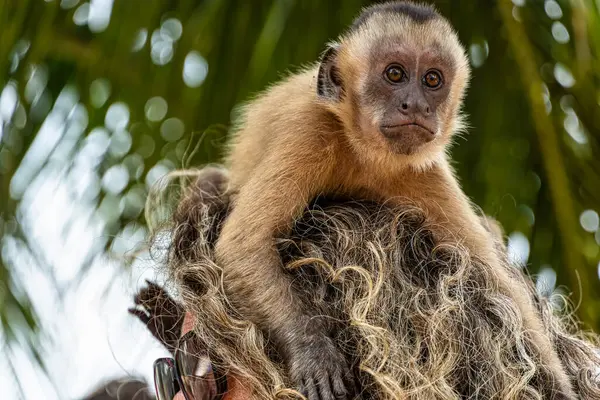 Vassouras, Barreirinhas, Brezilya Maranhao 'daki süpürge köyündeki küçük maymunlar.