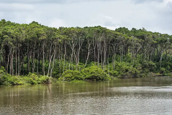 Barreirinhas, Lencois Maranhenses 'ten Brezilya' daki Preguica Nehri 'ne tekne gezisi. Preguicas Nehri, Maranhao eyaletinin Lencois Maranhenses bölgesinde yer alan bir su yolu..