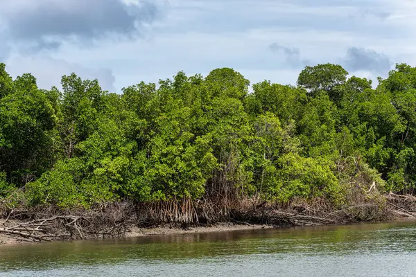 Tutoia, Delta das Canarias, Brezilya 'dan Preguica Nehri' ne tekne gezisi. Amazon yağmur ormanları. Güney Amerika