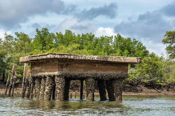 Tutoia, Delta das Canarias, Brezilya 'dan Preguica Nehri' ne tekne gezisi. Amazon yağmur ormanları. Güney Amerika