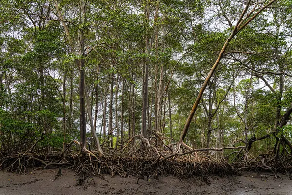 Tutoia, Delta das Canarias, Brezilya 'dan Preguica Nehri' ne tekne gezisi. Amazon yağmur ormanları. Güney Amerika