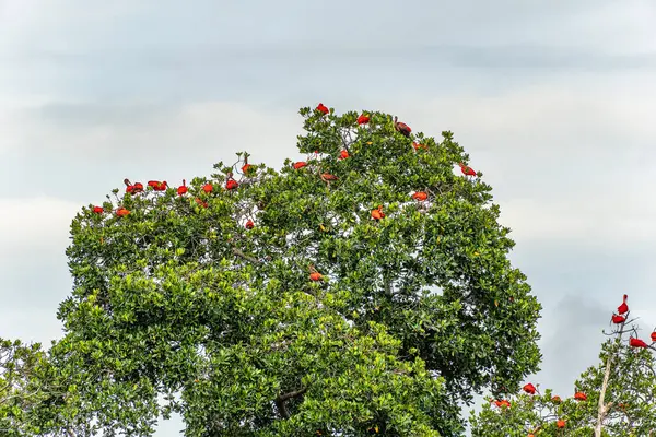 Büyük kızıl aynalı ayılar evlerine, uyudukları yere, yani Revoada dos guaras 'a uçuyorlar. Bu da Brezilya' daki Parnaiba Nehri Deltası 'nda her gün meydana gelen bir fenomen.