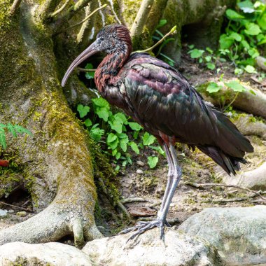 Parlak aynak, Plegadis falcinellus, Threskiornithidae familyasından bir kuş türü..