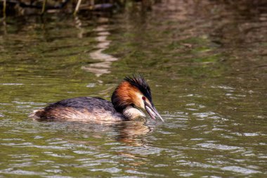 Great Crested Grebe, Podiceps kristali bir balık yakaladı. Güzel turuncu renkli bir kuş, kırmızı gözlü bir su kuşu. Eski Dünya 'da bulunan en büyük aile üyesidir..