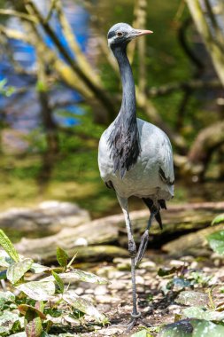 Demokiselle Crane ve Anthropoides başak kuşları gün boyunca açık yeşil çayırlarda yaşarlar. Orta Avrupa 'da bulunan bir turna türüdür.