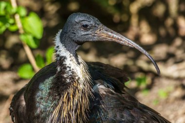 Saman boyunlu Ibis, Threskiornis spinicollis, Threskiornithidae familyasından bir kuş türü..