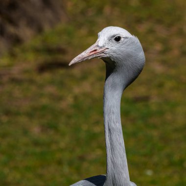 Grus paradisea, Güney Afrika 'ya özgü nesli tükenmekte olan bir kuş türü. Güney Afrika 'nın ulusal kuşudur.
