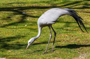 Grus paradisea, Güney Afrika 'ya özgü nesli tükenmekte olan bir kuş türü. Güney Afrika 'nın ulusal kuşudur.