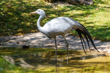 Grus paradisea, Güney Afrika 'ya özgü nesli tükenmekte olan bir kuş türü. Güney Afrika 'nın ulusal kuşudur.