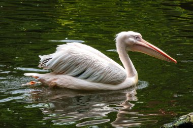 Büyük Beyaz Pelikan (