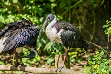 Saman boyunlu Ibis, Threskiornis spinicollis, Threskiornithidae familyasından bir kuş türü..