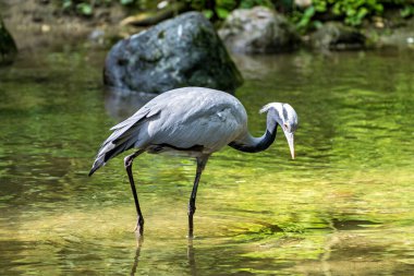 Demokiselle Crane ve Anthropoides başak kuşları gün boyunca açık yeşil çayırlarda yaşarlar. Orta Avrupa 'da bulunan bir turna türüdür.