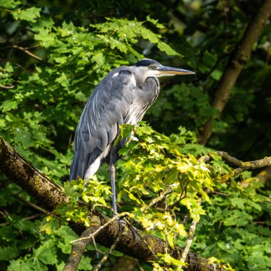 Gri balıkçıl, Ardea cinerea, büyük gri bir kuş ağaçta bir dalda oturuyor ve etrafa bakıyor, tüylü tüyler, büyük gagalı, başının arkasında uzun tüyler, vahşi doğadan bir sahne.