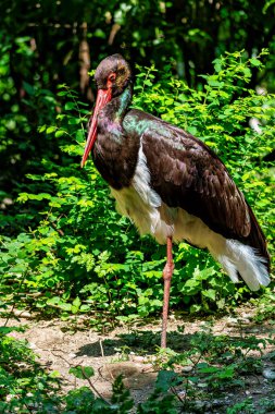 Kara leylek, Ciconia nigra leylek familyasından büyük bir kuş türü..