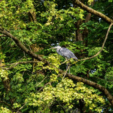 Gri balıkçıl, Ardea cinerea, büyük gri bir kuş ağaçta bir dalda oturuyor ve etrafa bakıyor, tüylü tüyler, büyük gagalı, başının arkasında uzun tüyler, vahşi doğadan bir sahne.