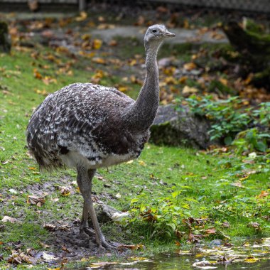 Darwin 'in Rhea' sı, Rhea pennata daha az Rhea olarak da bilinir. Büyük, uçamayan bir kuştur, fakat iki Rheas türünün en küçüğüdür..