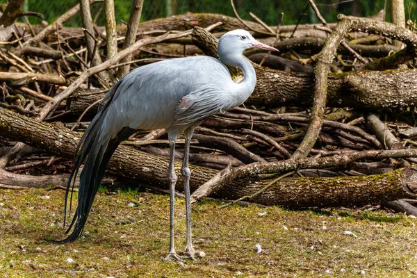 Grus paradisea, Güney Afrika 'ya özgü nesli tükenmekte olan bir kuş türü. Güney Afrika 'nın ulusal kuşudur.