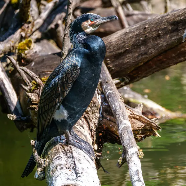 Kuzey yarımküre boyunca büyük siyah karabatak olarak bilinen büyük karabatak, Avustralya 'daki siyah karabatak ve Yeni Zelanda' nın daha güneyindeki siyah karabatak