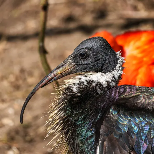 Saman boyunlu Ibis, Threskiornis spinicollis, Threskiornithidae familyasından bir kuş türü..
