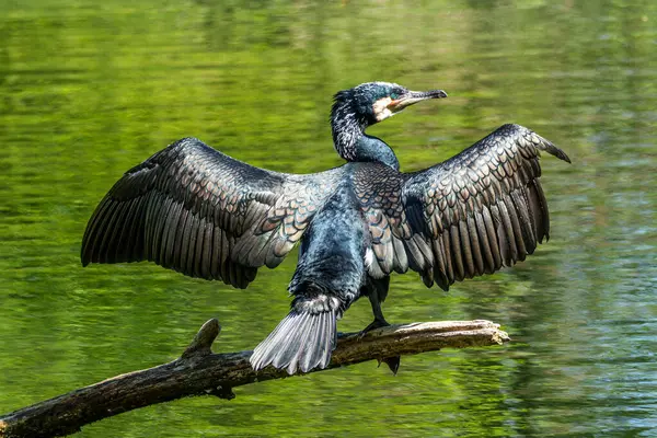 Kuzey yarımküre boyunca büyük siyah karabatak olarak bilinen büyük karabatak, Avustralya 'daki siyah karabatak ve Yeni Zelanda' nın daha güneyindeki siyah karabatak