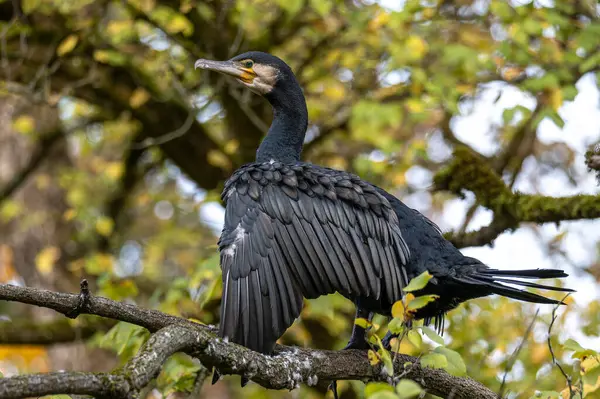 Kuzey yarımküre boyunca büyük siyah karabatak olarak bilinen büyük karabatak, Avustralya 'daki siyah karabatak ve Yeni Zelanda' nın daha güneyindeki siyah karabatak