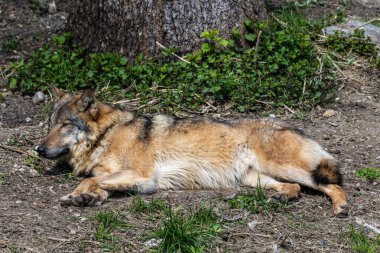 Kurt, gri kurt ya da kereste kurdu olarak da bilinen, Avrasya ve Kuzey Amerika 'nın vahşi ve uzak bölgelerinde yaşayan bir köpek türüdür..