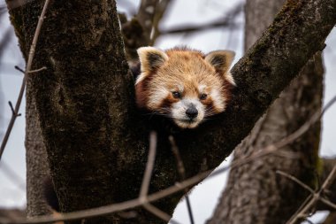 Kırmızı panda, Ailurus fulgens, daha küçük panda ve kırmızı kedi ayı olarak da bilinir..